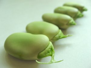 Bób, czyli fava beans po polsku - przepis taki, że lepszego nie ma