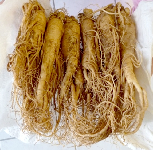 Znowu żeń-szeń! Tak, tak, jest moc!